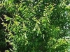 Carpinus caroliniana